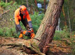 Reliable Mesa, AZ  Tree Services Solutions