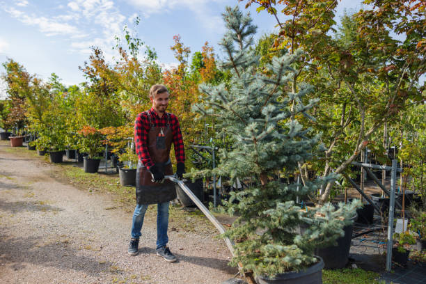 Why Choose Our Tree Removal Services in Mesa, AZ?